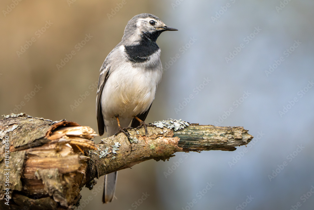 Female White Wagtail perched on a branch Female White Wagtail perched on a branch