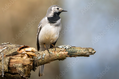 Female White Wagtail perched on a branch