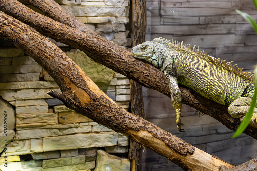 Fototapeta premium iguana on a tree