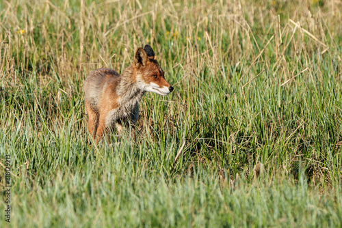 Fox walking through reeds