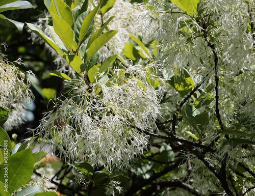 white,fluffy flowers of chionanthus Virginicus tree at spring in park photo