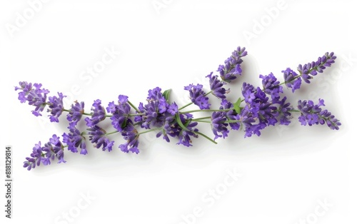 Purple lavender blossoms laid out diagonally on a white background. photo