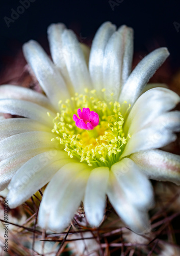 Pediocactus intertextus (Echinomastus intertextus) - white cactus flower with yellow stamens and crimson pistil in plant collection photo