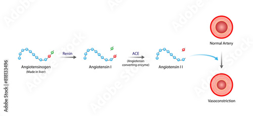 Angiotensin. Renin-Angiotensin-Aldosterone System, blood pressure regulation. Vasoconstriction. Angiotensin-converting enzyme. ACE inhibitors. Vector illustration.