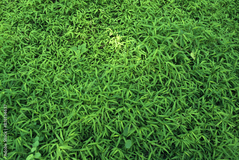 Green Foliage Green Foliage