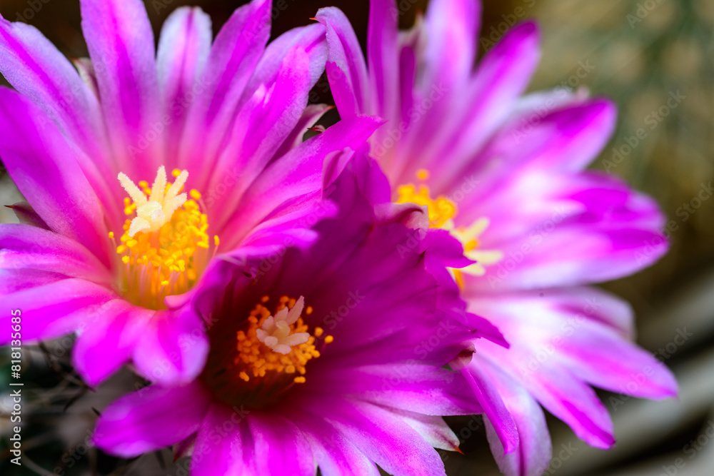 Flower Thelocactus sp. - close-up of a blooming cactus with long spines in a botanical collection Flower Thelocactus sp. - close-up of a blooming cactus with long spines in a botanical collection