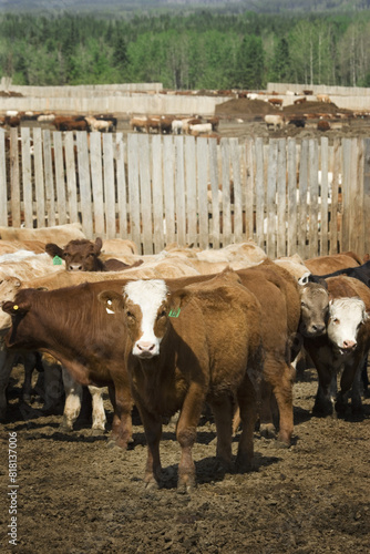 Cattle In Corral photo