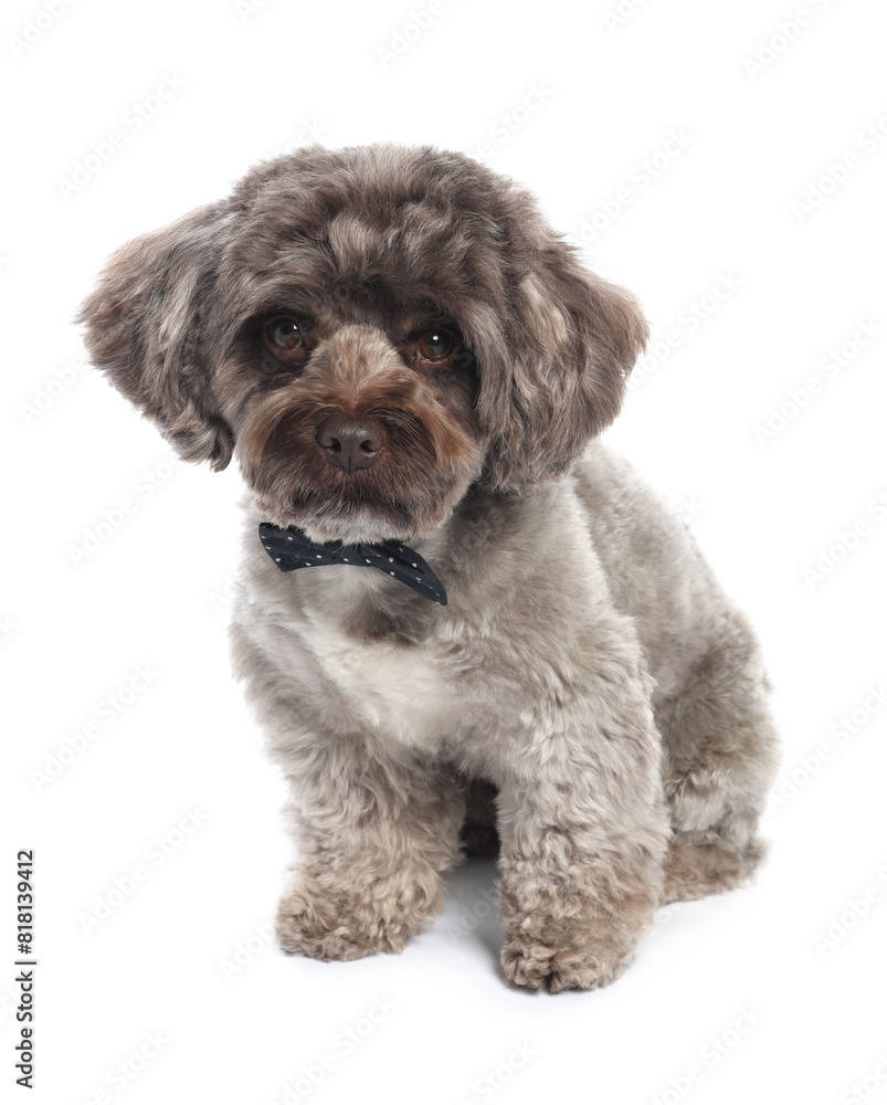 Cute Maltipoo dog with bow tie on white background. Lovely pet