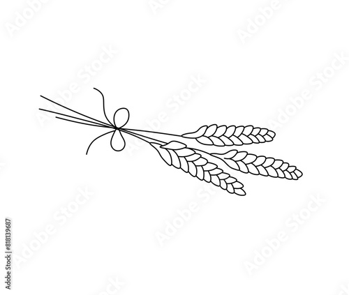 Vector isolated stalks of wheat bouquet colorless black and white contour line easy drawing