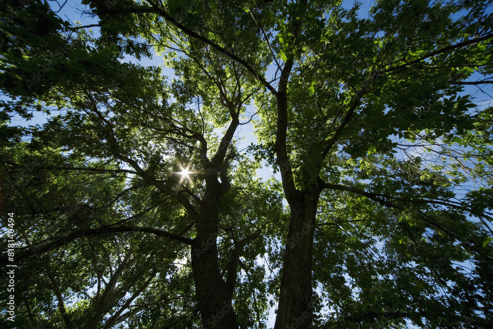 Trees Trees