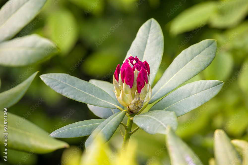 red flowers of rhododendron in sunlight against a blurred background red flowers of rhododendron in sunlight against a blurred background