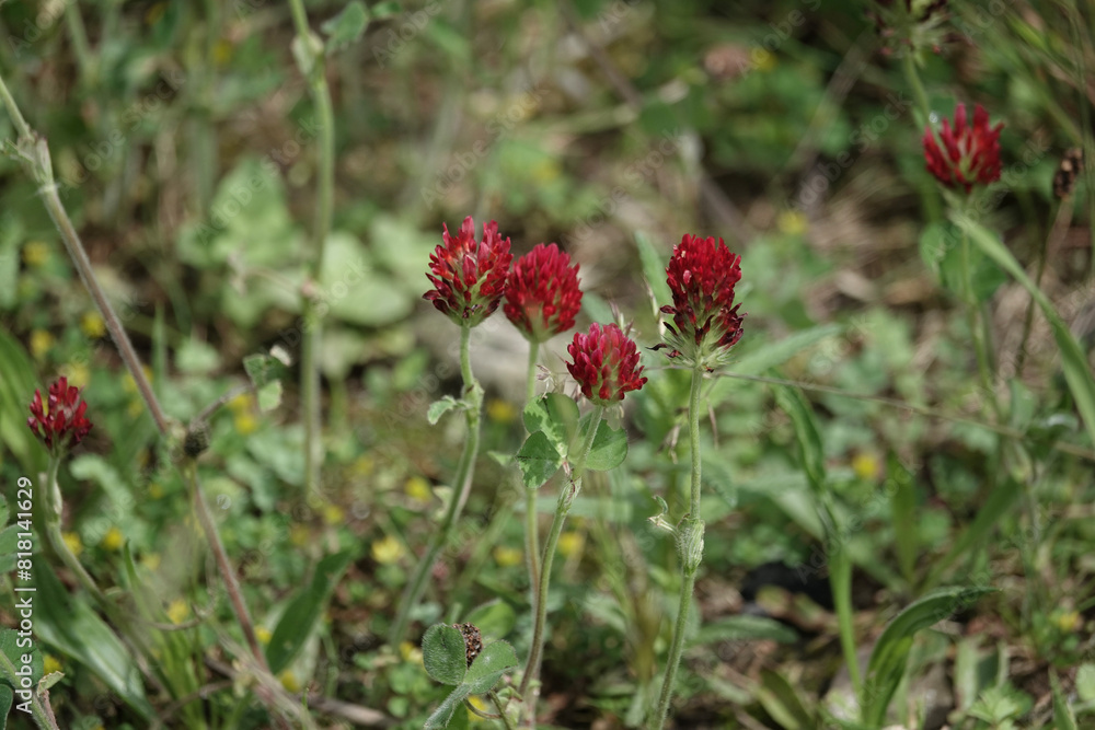 Crimson Clover flowers (Trifolium incarnatum_ Crimson Clover flowers (Trifolium incarnatum_