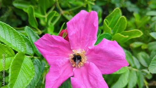 White tailed bee collecting pollen from a red wild rose flower.