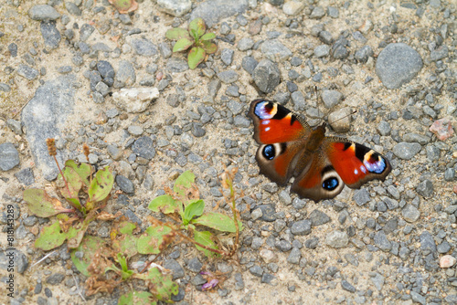 European Peacock (Inachis Io) resting on stone