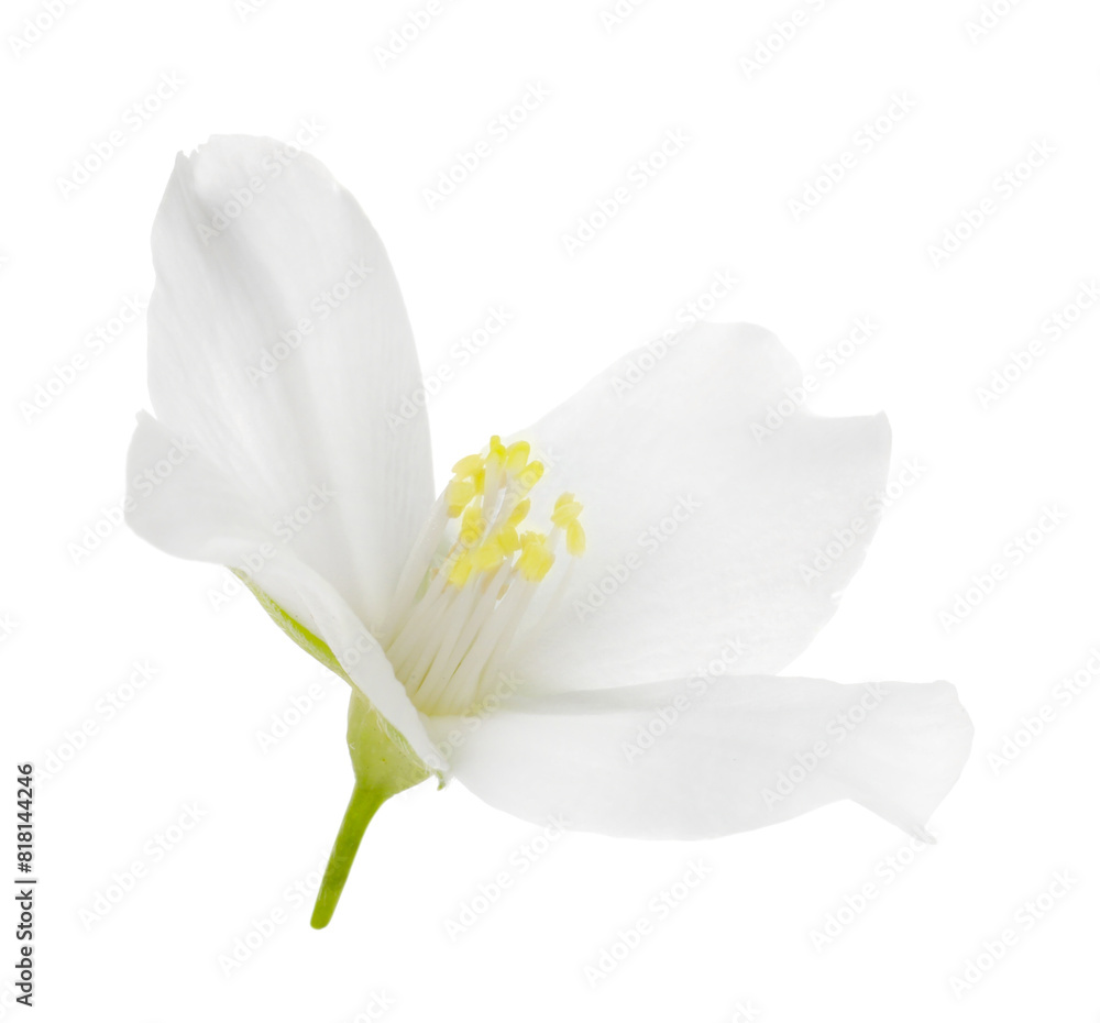 Beautiful delicate jasmine flower isolated on white Beautiful delicate jasmine flower isolated on white