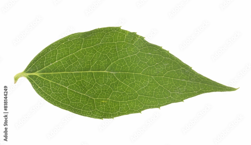 Fresh green jasmine leaf isolated on white Fresh green jasmine leaf isolated on white