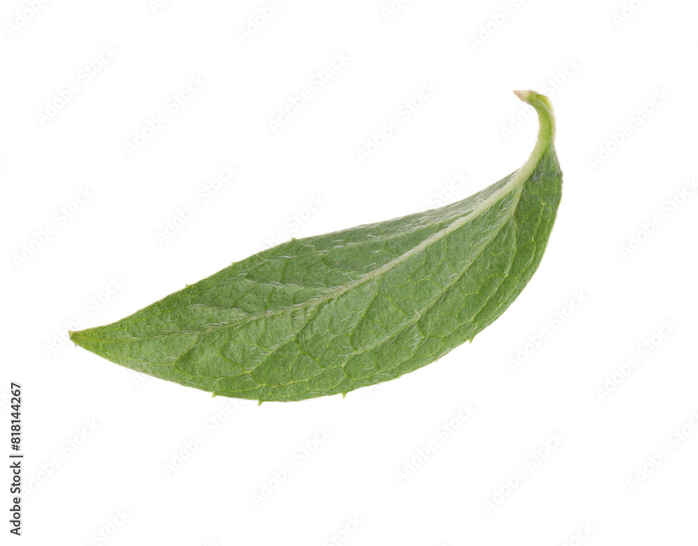 Obraz premium Fresh green jasmine leaf isolated on white