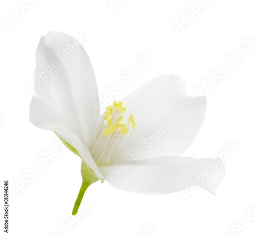 Beautiful delicate jasmine flower isolated on white