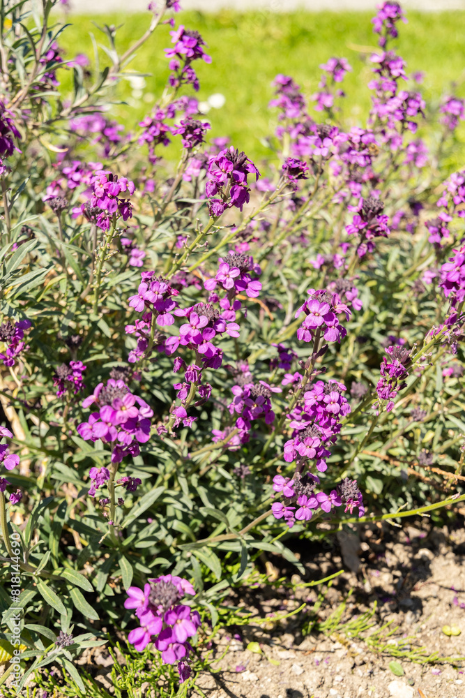 Naklejka premium Bowles mauve or Erysimum Bicolor plant in Saint Gallen in Switzerland