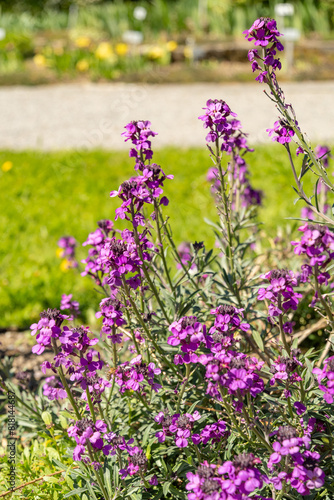 Bowles mauve or Erysimum Bicolor plant in Saint Gallen in Switzerland