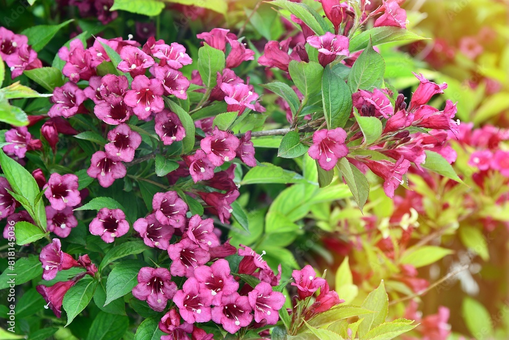 Różowe kwiaty krzewuszki (Weigela) odmiany 'Bristol Ruby' Różowe kwiaty krzewuszki (Weigela) odmiany 'Bristol Ruby'