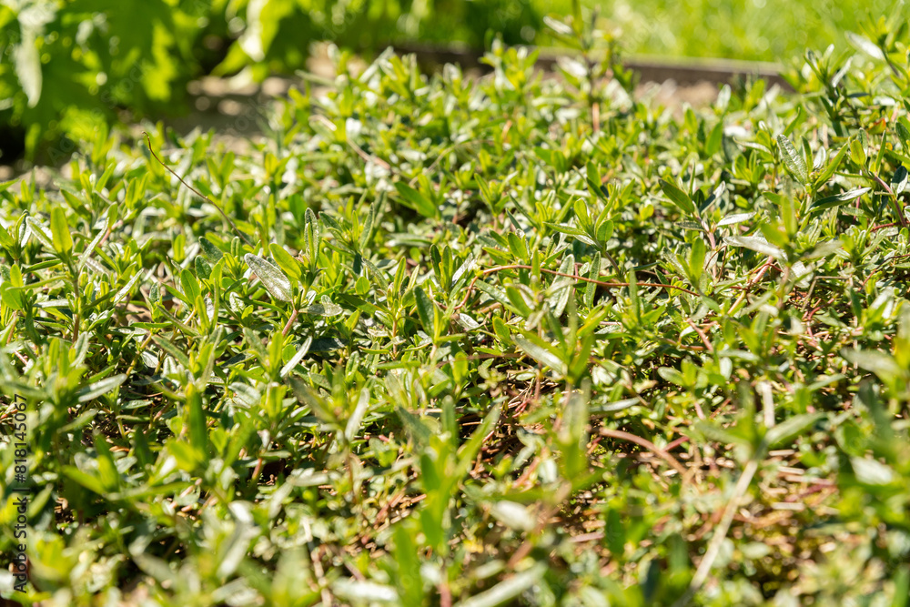 Hoary rockrose or Helianthemum Canum plant in Saint Gallen in Switzerland
