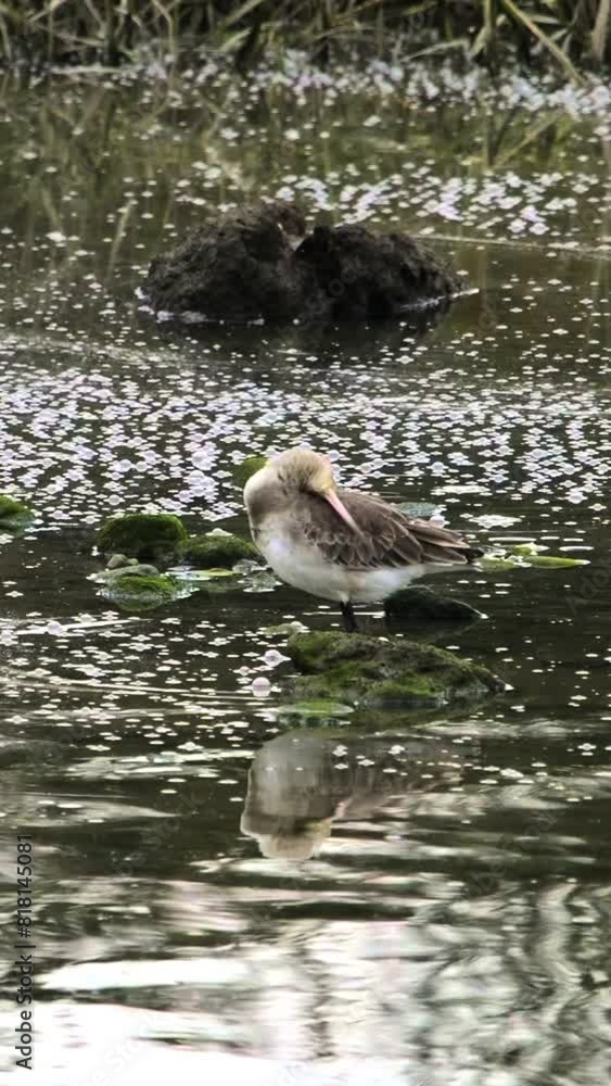 Amidst the still waters and greenery of a wetland, a lone bird stands peacefully. Black-tailed Godwit. Limosa limosa. Waders. Amidst the still waters and greenery of a wetland, a lone bird stands peacefully. Black-tailed Godwit. Limosa limosa. Waders.