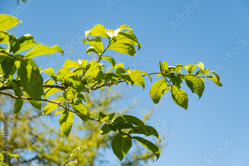 East asian orixa or Orixa Japonica plant in Saint Gallen in Switzerland photo