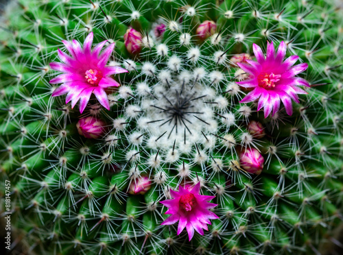 Mammillaria sp., close-up of a cactus blooming with pink flowers in spring photo