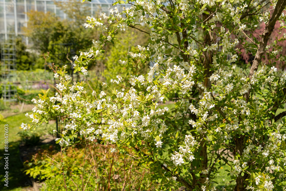 Common pearlbush or Exochorda Giraldii plant in Saint Gallen in Switzerland Common pearlbush or Exochorda Giraldii plant in Saint Gallen in Switzerland