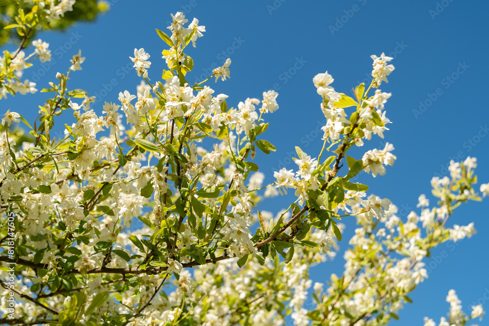 Common pearlbush or Exochorda Giraldii plant in Saint Gallen in Switzerland Common pearlbush or Exochorda Giraldii plant in Saint Gallen in Switzerland