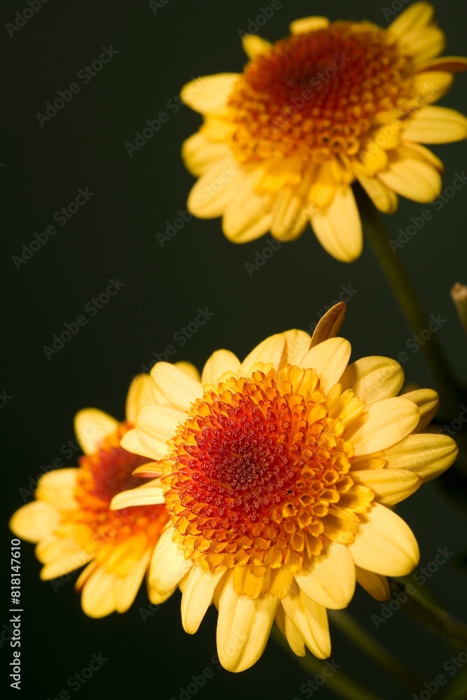 Fototapeta premium Yellow Flowers