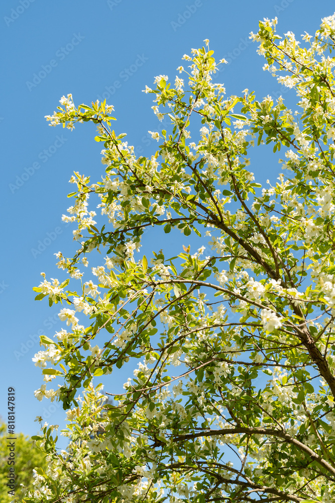 Common pearlbush or Exochorda Giraldii plant in Saint Gallen in Switzerland Common pearlbush or Exochorda Giraldii plant in Saint Gallen in Switzerland