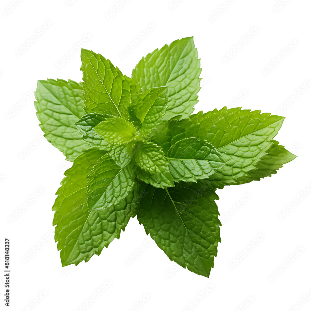 Vibrant Basil Green Close Up of Fresh Leaf Vibrant Basil Green Close Up of Fresh Leaf