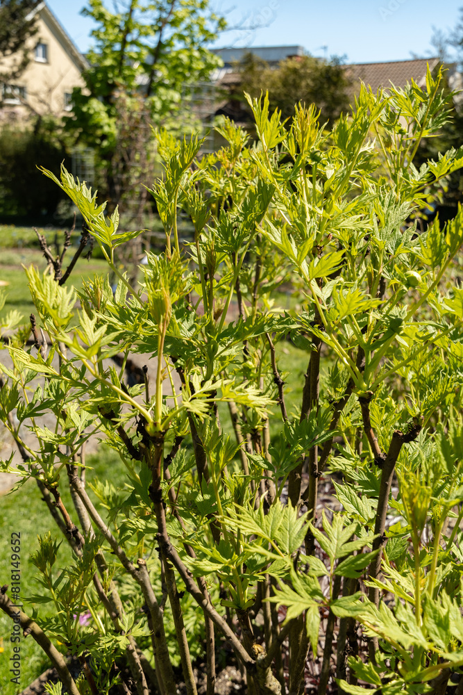 Paeonia Lutea plant in Saint Gallen in Switzerland Paeonia Lutea plant in Saint Gallen in Switzerland