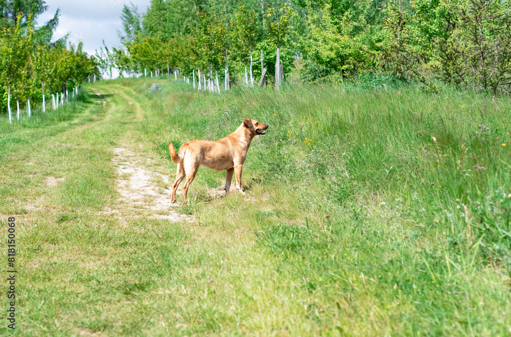 brown dog standing on the green grass among trees in sunny day. Human friend brown dog standing on the green grass among trees in sunny day. Human friend