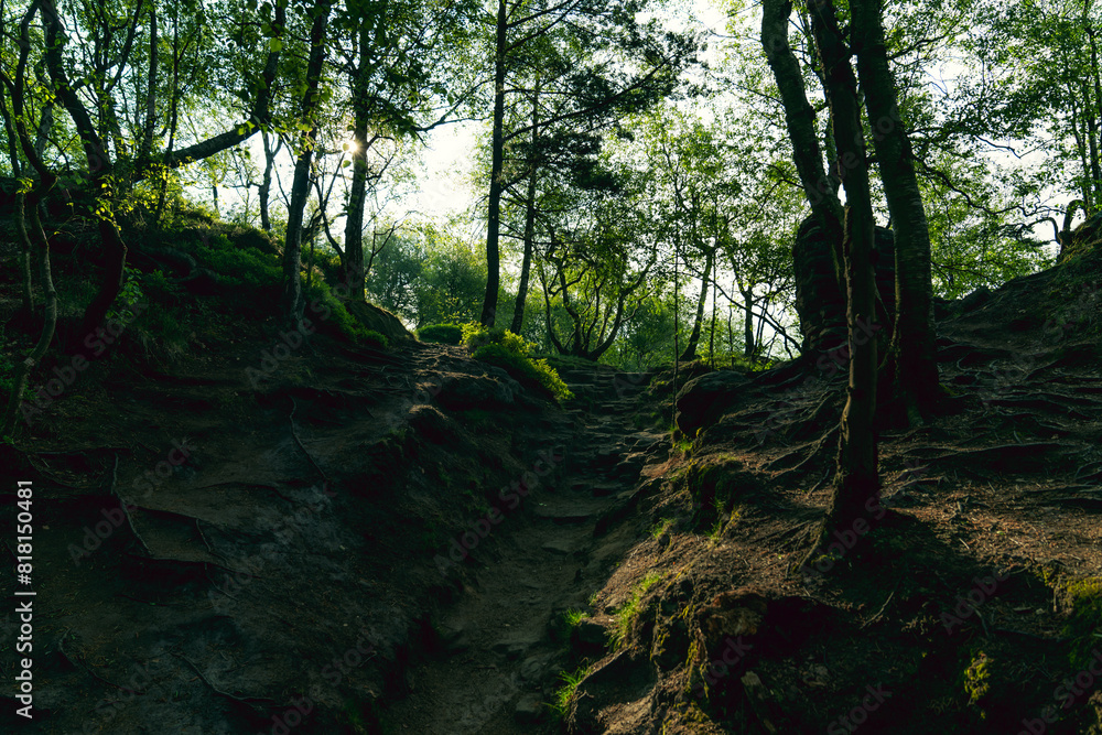 Fototapeta premium beautiful green forest in the morning with sun rays and lens flare.