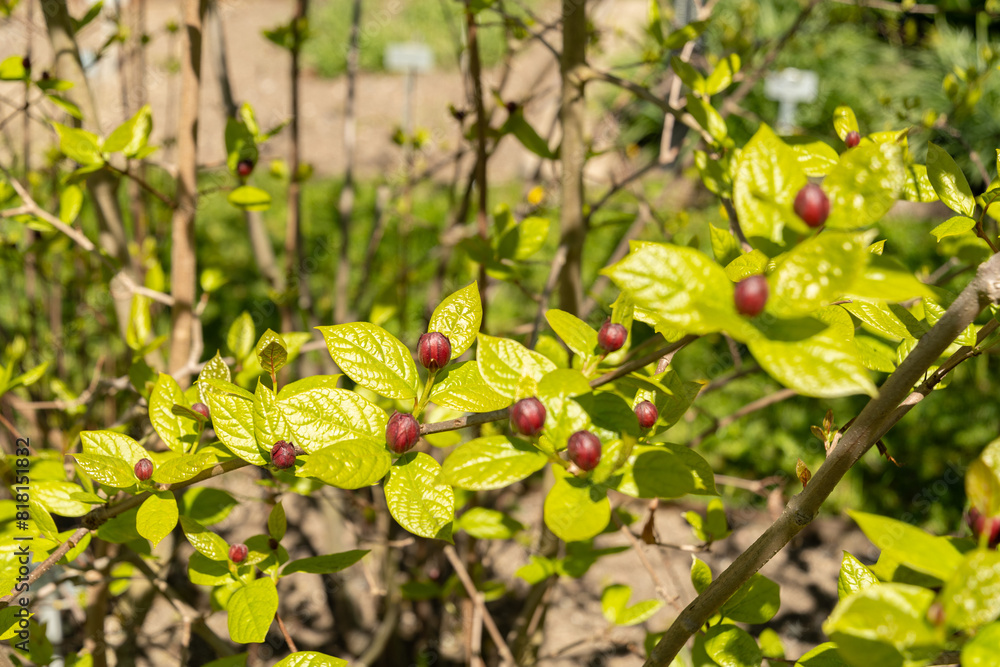 Chinese sweetshrub or Sinocalycanthus Chinensis plant in Saint Gallen in Switzerland Chinese sweetshrub or Sinocalycanthus Chinensis plant in Saint Gallen in Switzerland