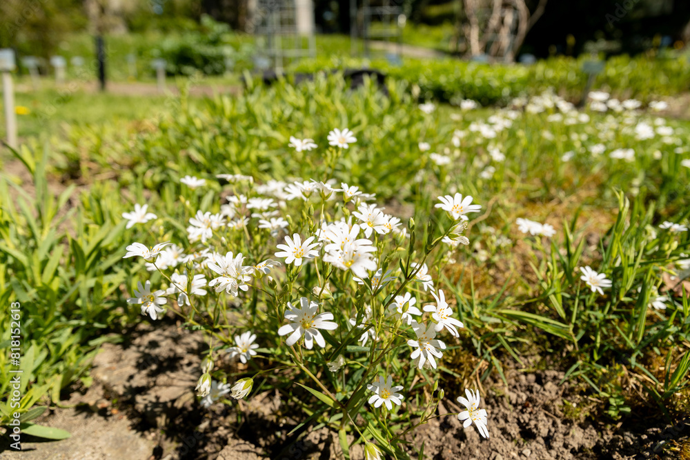 Stellaria Holostea plant in Saint Gallen in Switzerland Stellaria Holostea plant in Saint Gallen in Switzerland