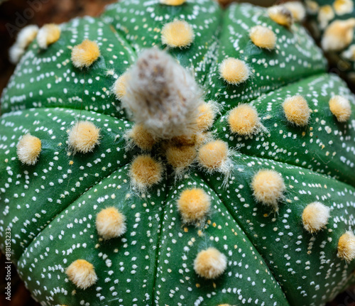 Cacti cultivar Astrophytum asterias, close-up of a hybrid plant from a botanical collection © Oleg Kovtun