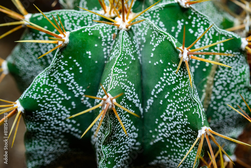 Cacti Astrophytum ornatum, the bishop cap or monk hood cactus photo