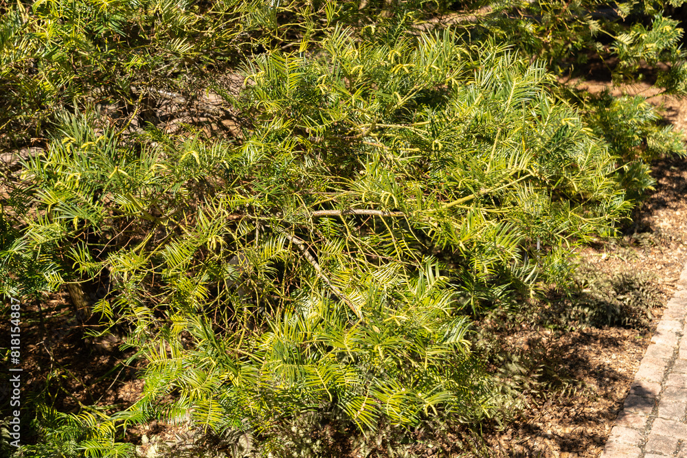 Chinese plum yew or Cephalotaxus Fortunei tree in Saint Gallen in Switzerland Chinese plum yew or Cephalotaxus Fortunei tree in Saint Gallen in Switzerland
