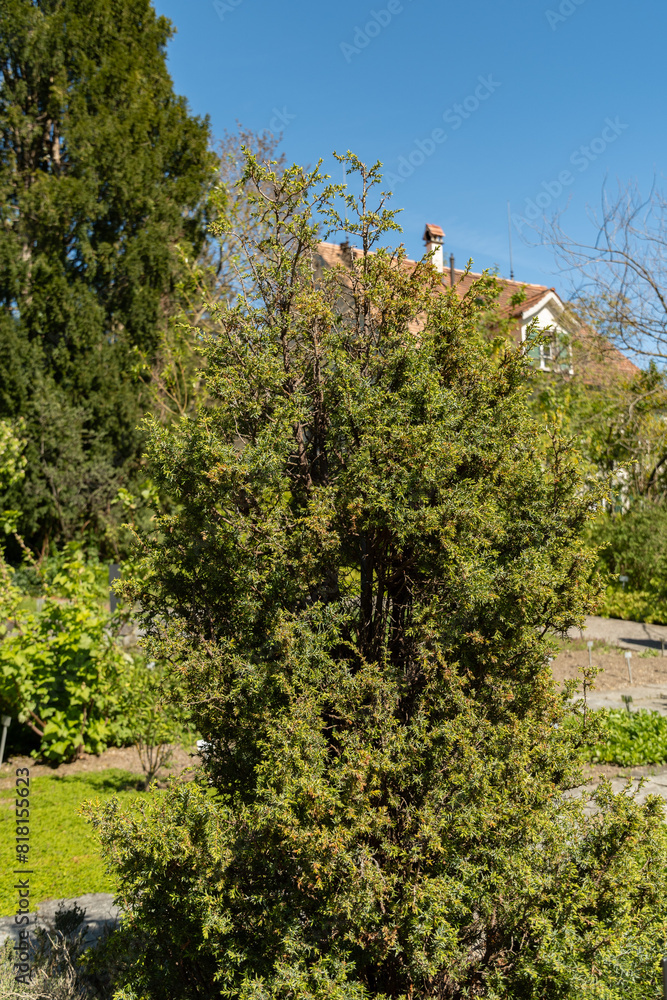Fototapeta premium Common juniper or Juniperus Communis plant in Saint Gallen in Switzerland