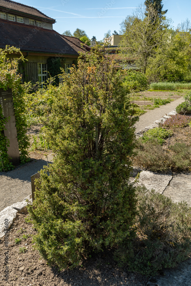 Common juniper or Juniperus Communis plant in Saint Gallen in Switzerland