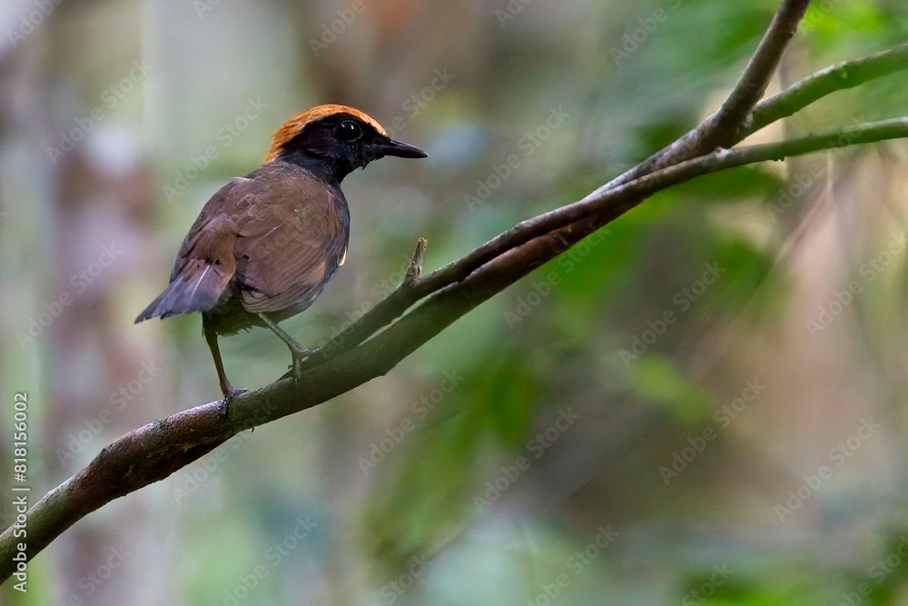 Rufous-capped Antthrush (Formicarius colma), male at Veracel Reserve, Brazil.