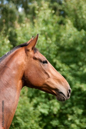 Beautiful Horse White Nature Photo