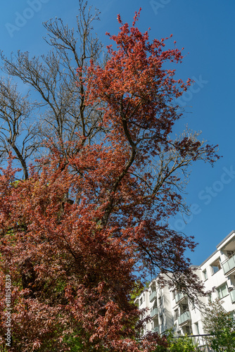 Wallpaper Mural Cherry plum or Prunus Cerasifera plant in Saint Gallen in Switzerland Torontodigital.ca