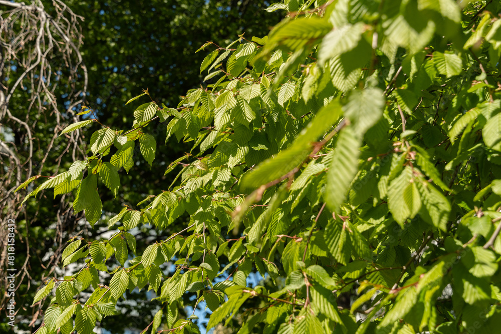 Common hornbeam or Carpinus Betulus tree in Saint Gallen in Switzerland Common hornbeam or Carpinus Betulus tree in Saint Gallen in Switzerland