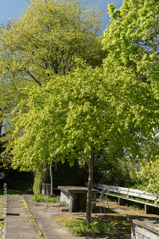 Common hornbeam or Carpinus Betulus tree in Saint Gallen in Switzerland Common hornbeam or Carpinus Betulus tree in Saint Gallen in Switzerland