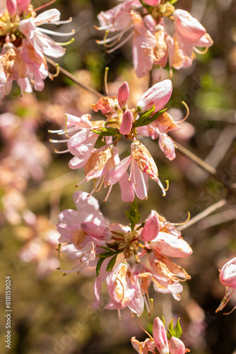 Pinkshell azalea or Rhododendron Vaseyi plant in Saint Gallen in Switzerland photo